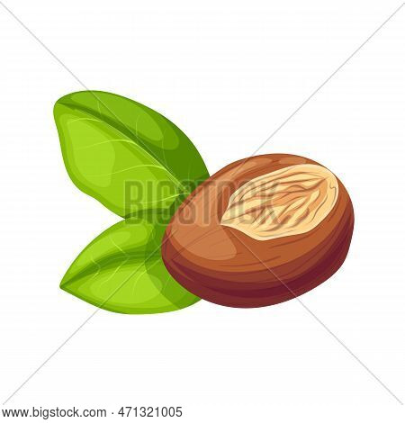 Shea Natural Butter Cartoon Vector Illustration Color Sign