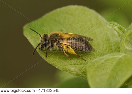 Natural Closeup On A Female Mellow Minder Solitary Bee, Andrena Mitis Sitting Loaded With Yellow Pol