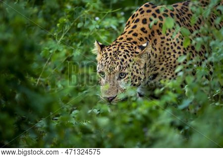 Indian Wild Male Leopard Or Panther Or Panthera Pardus Fusca Face Closeup In Natural Monsoon Green S