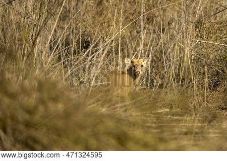 Indian Hog Deer Or Axis Porcinus Portrait With Eye Contact At Dhikala Zone Of Jim Corbett National P