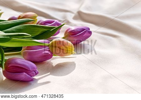 Colorful Tulips On Linen Fabric. Yellow, Pink, Magenta, Fuchsia Tulips On Wrinkled Coton Of Champagn