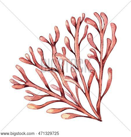 Sea Plant Watercolor Illustration Isolated On White Background.