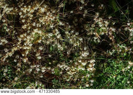 Flora Of Gran Canaria - Thread-like Tangled Stems Of Cuscuta Approximata Aka Dodder Parasitic Plant 
