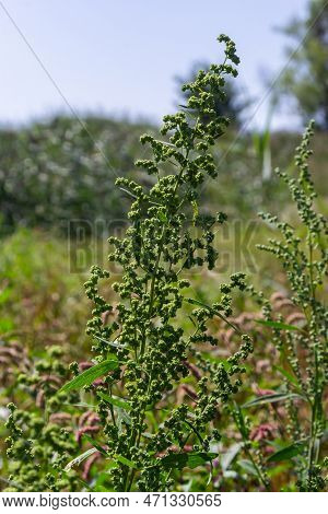 Chenopodium Album Is A Type Of Annual Herbaceous Gray-green, Covered With Grayish Powder Plants Of T