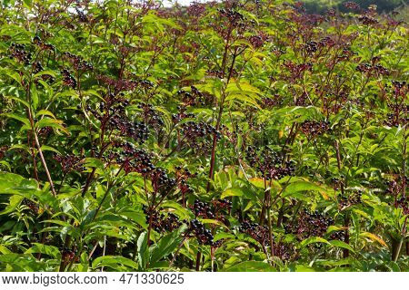 Sambucus Ebulus Is A Poisonous Perennial Herb. It Can Also Be Used As A Medicinal Plant.