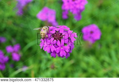 Closeup Of A Little Bee Collecting Nectar On A Blooming Verbena Rigida Flower