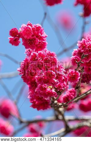 Beautiful Yae Sakura Cherry Blossom Blooming In Taiwan.