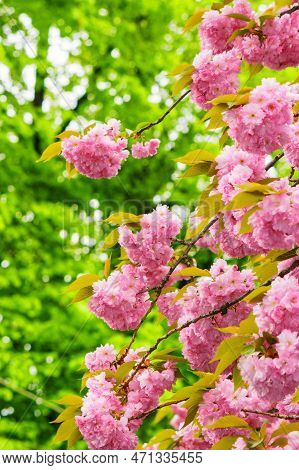 Pink Blossom Of Saura In The Garden. Greeting Card Background