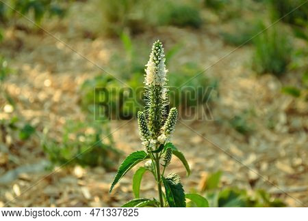 Veronica Longifolia Plant With White Flowers And Green Leaves Close-up Against The Background Of Gre
