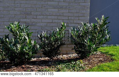 An Evergreen Shrub In Front Of A Light Wood Wire Fence Will Improve The Opacity Of The Street. Drip 