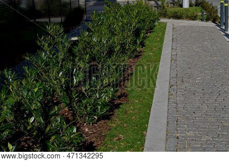 An Evergreen Shrub In Front Of A Light Wood Wire Fence Will Improve The Opacity Of The Street. Drip 