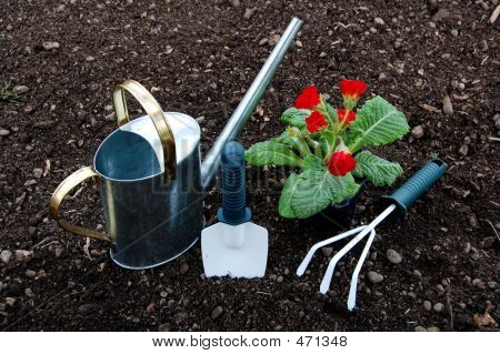 Narzędzia ogrodowe i roślina