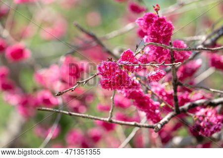 Beautiful Yae Sakura Cherry Blossom Blooming In Taiwan.