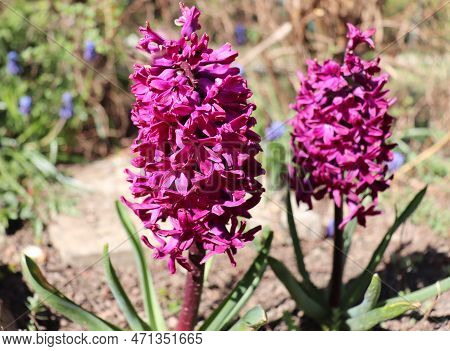 Hyacintus Woodstock.closeup Of Scented Dark Purple Hyacinth Flowers In A Garden. With A Beautifully 