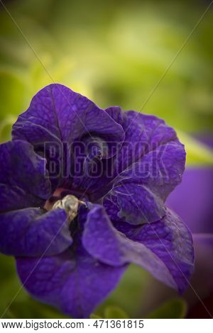 Petunia Are Popular Annual Flower For Adding Instant Color To A Garden.