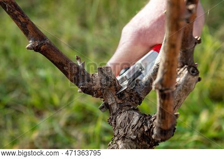 Farmer Pruning The Vine In Winter. Agriculture.