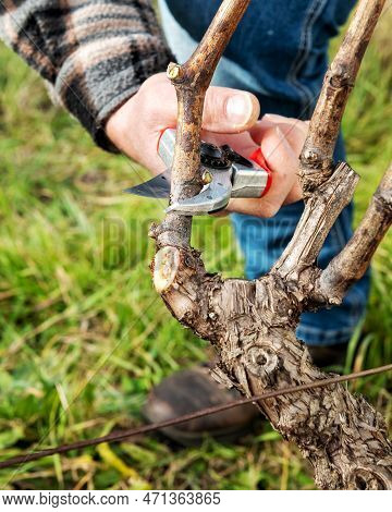 Farmer Pruning The Vine In Winter. Agriculture.