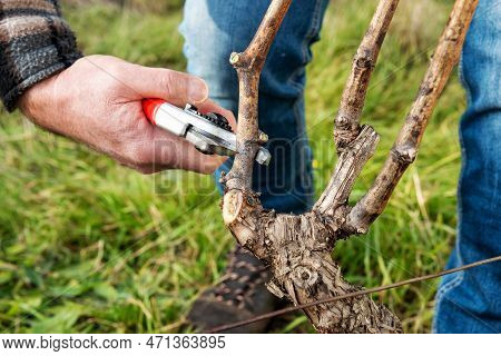 Farmer Pruning The Vine In Winter. Agriculture.