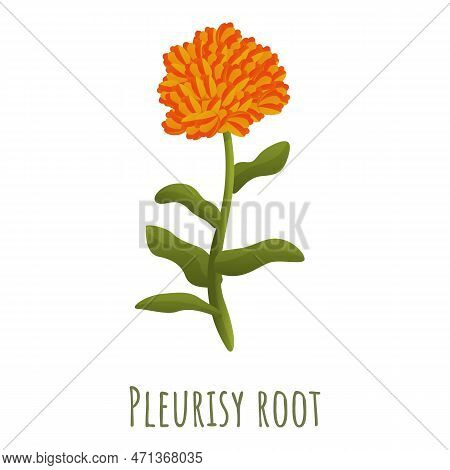 Pleurisy Root Icon. Cartoon Of Pleurisy Root Icon For Web Design Isolated On White Background