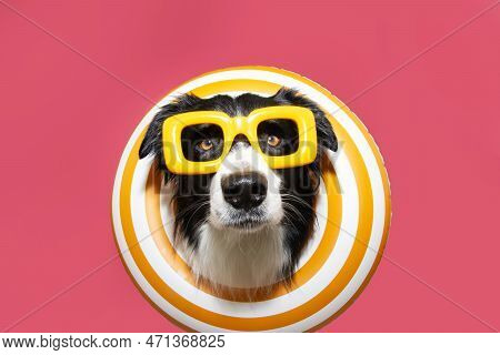 Funny Dog Summer Inside Of A Yellow Infltable Ring. Isolated On Pink Flamingo Background