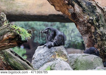 Splendid Exemplar Of Monkey In A Naturalistic Environment.