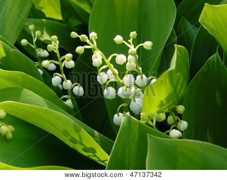 floraison du muguet
