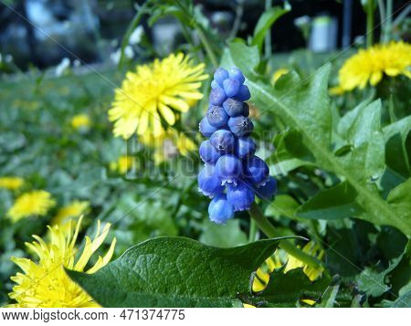 Grape Hyazinth And Dandelion Are Blooming In The Park.