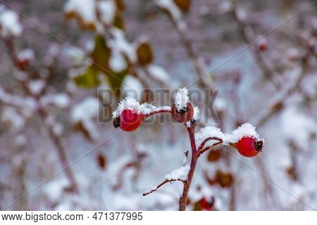 Snow Covered Red Rosehip Berries On A Bush In Winter. Wild Rose Hips Rosa Acicularis. Winter Berries