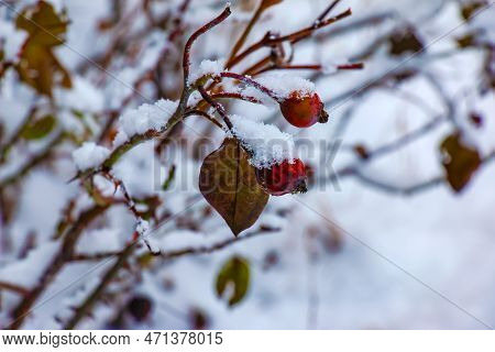 Snow Covered Red Rosehip Berries On A Bush In Winter. Wild Rose Hips Rosa Acicularis. Winter Berries