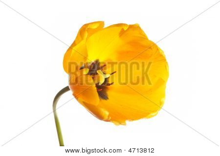 Blomst