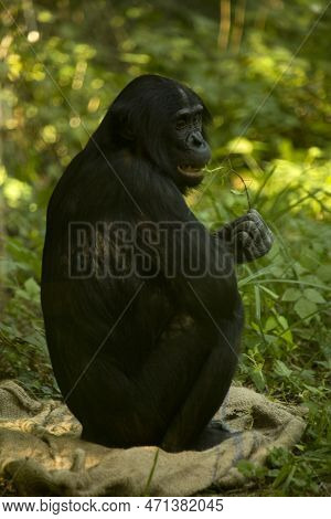 The Bonobo, Pygmy Chimpanzee, Dwarf Or Gracile Chimpanzee  (pan Paniscus).