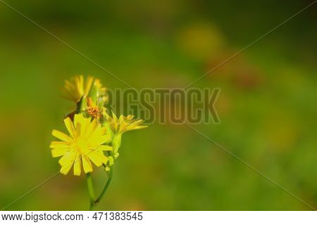 Petty Yellow Flower In First Plan With Blurred Green Background.