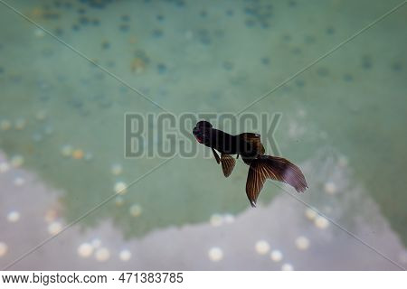 Chinese Black Moor Telescope Goldfish, Latin Name Carassius Auratus, Swimming In A Basin With Coins 