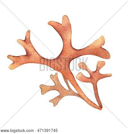 Sea Plant Rhodymenia Watercolor Illustration Isolated On White Background.