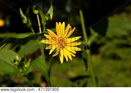 Blossoms Of A Cup Plant Silphium Perfoliatum