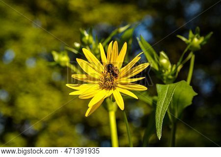 Blossoms Of A Cup Plant Silphium Perfoliatum