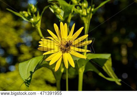Blossoms Of A Cup Plant Silphium Perfoliatum
