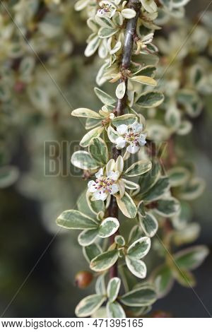 Swedish Cotoneaster Juliette Branch With Flowers In The Spring