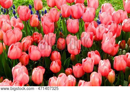 Bright Red And Pink Tulips At Goztepe Park During The Tulip Festival In Istanbul, Turkey
