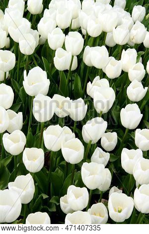 White Tulips In Goztepe Park During The Tulip Festival In Istanbul, Turkey