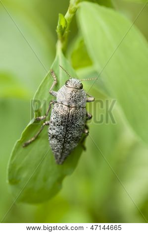 Gray Insect Coleptoron
