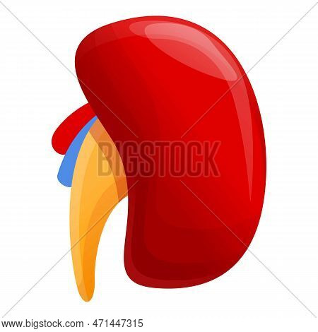 Kidney Icon. Cartoon Of Kidney Icon For Web Design Isolated On White Background