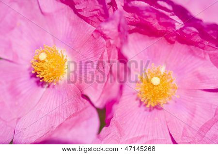 Rock-rose Pink Flowers