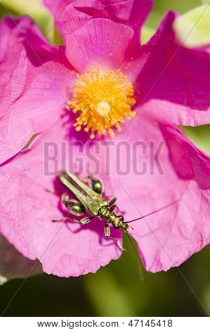 Green Insect Coleopteron