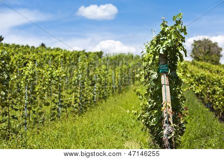Vineyard Cabernet Sauvignon druemost