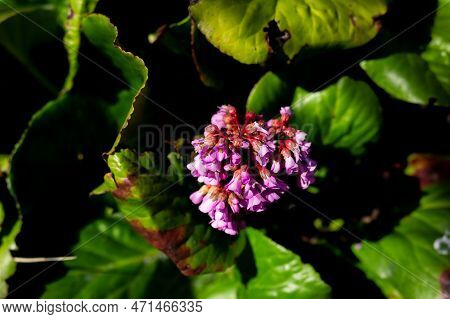 Blooming Pink Bergenia Flower On A Green Background On A Sunny Day Macro Photography. Fresh Elephant
