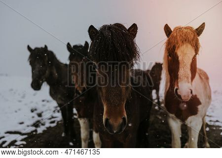 A Image Of Wet Ponies In Snow Landscape