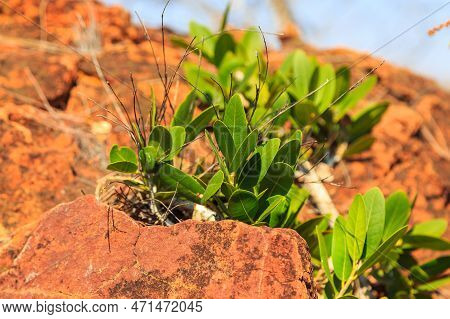 Green Plants On The Red Rock. Waterberg Plateau National Park, Kalahari, Otjiwarongo, Namibia, Afric