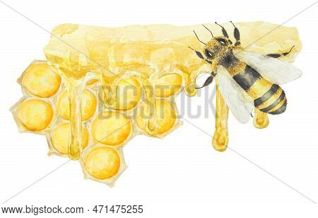 Watercolor Hand Drawn Bee Isolated On White Background