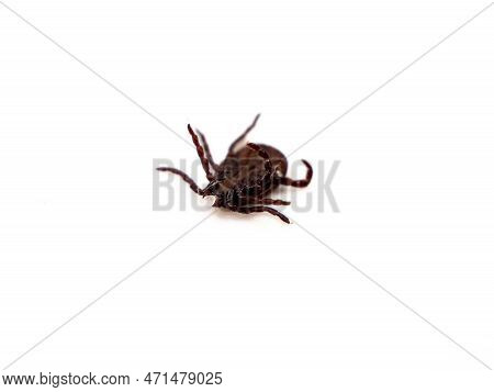 Infectious Dermacentor Dog Tick Arachnoid Parasite Insect Macro Isolated On White Background.